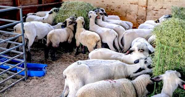 Diario HOY | Israel autoriza importación y abre sus puertas a la carne ovina paraguaya
