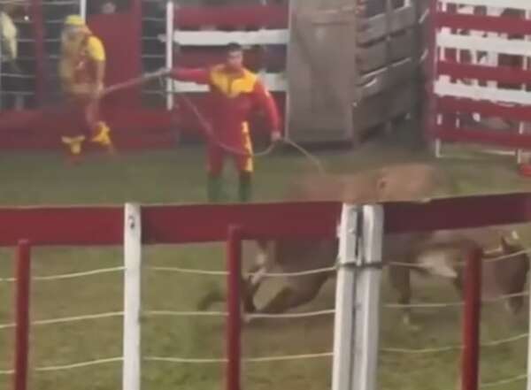 Tras indignación por presunto maltrato animal, suspenden rodeo en beneficio de bomberos de Hohenau - Nacionales - ABC Color