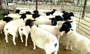 Hito histórico: Paraguay exportará carne ovina a Israel - OviedoPress