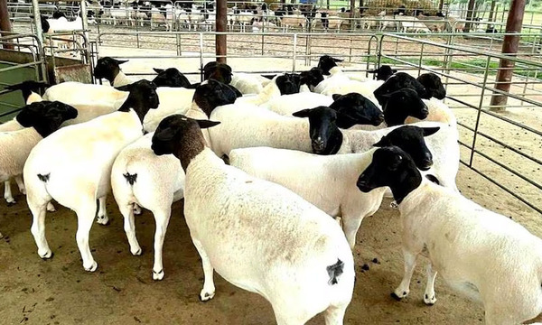 Hito histórico: Paraguay exportará carne ovina a Israel - OviedoPress
