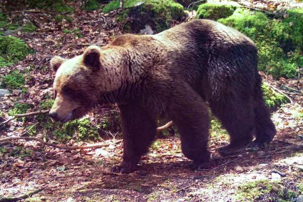 Piden cárcel para un cazador octogenario que mató a una osa en Francia - Ciencia - ABC Color