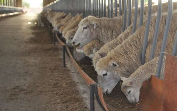 Senacsa anuncia “histórica” habilitación en Israel para importar carne ovina paraguaya - Economía - ABC Color