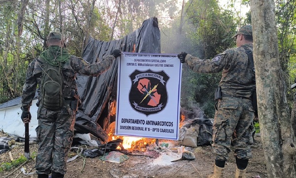 Policía destruye 16 hectáreas de marihuana en Caaguazú y golpea estructura narco - OviedoPress