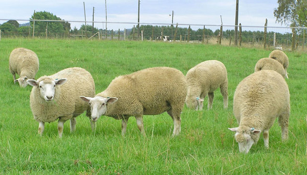Israel abre su mercado a la exportación de carne ovina paraguaya