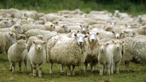 Israel autoriza apertura de exportaciones para carne ovina paraguaya