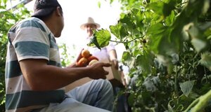 Unos 671 productores participaron del exitoso plan “Cultivar Tomates todo el año”