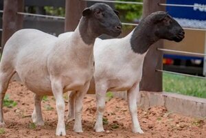 Israel habilitó su mercado para exportación de carne de ovina paraguaya - 1000 Noticias