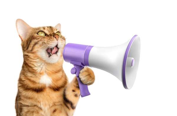 Los gatos más vocales: razas que “hablan” con sus dueños - Mascotas - ABC Color