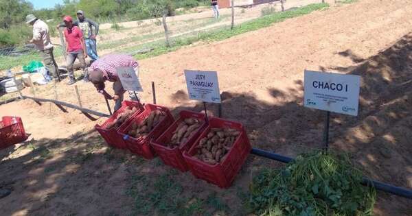 Diario HOY | Instalan semillero de batata con sistema de riego en el Chaco