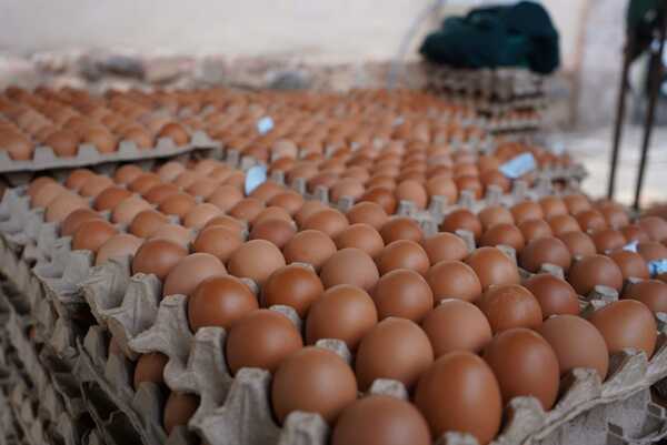 Alquilar una gallina, moda en auge en EEUU ante los cambios en el precio de los huevos - La Clave