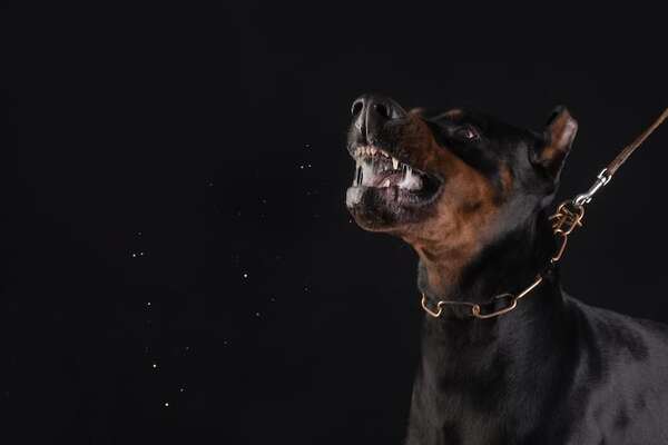 Los perros pueden reconocer a los malos humanos (y la ciencia lo confirma) - Mascotas - ABC Color