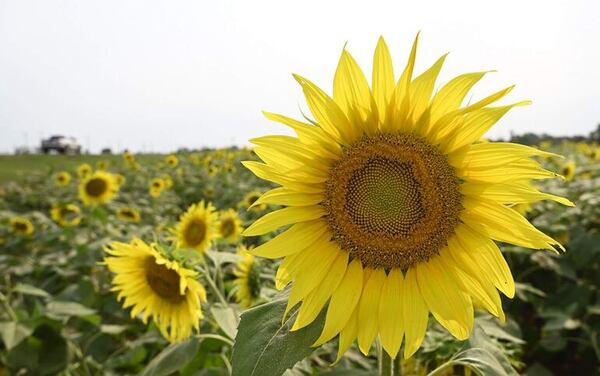 La tradición de las flores amarillas: ¿por qué regalar el 21 de marzo? - Nacionales - ABC Color