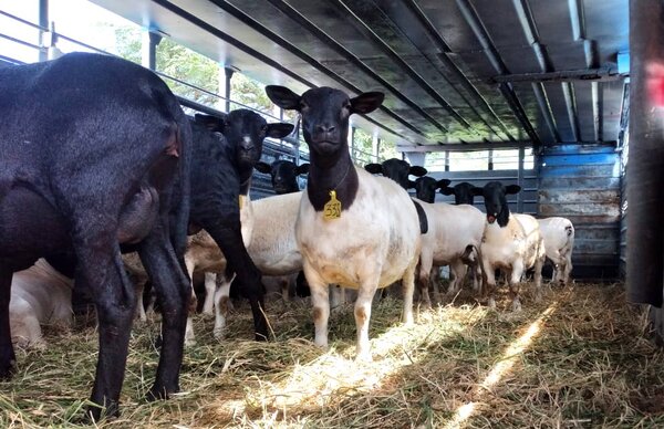 Announcement of the opening of the Israeli market for Paraguayan sheep meat - .::Agencia IP::.