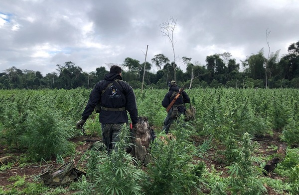 Paraguay y Brasil anularon marihuana por valor de 26 millones de dólares