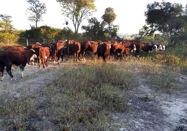 Complejo escenario para la ganadería chaqueña: sin buenas lluvias ni riadas del Pilcomayo, el forraje es escaso - ABC Campo - ABC Color