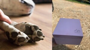 Crece la tendencia de cremar a las mascotas cuando se van al cielo