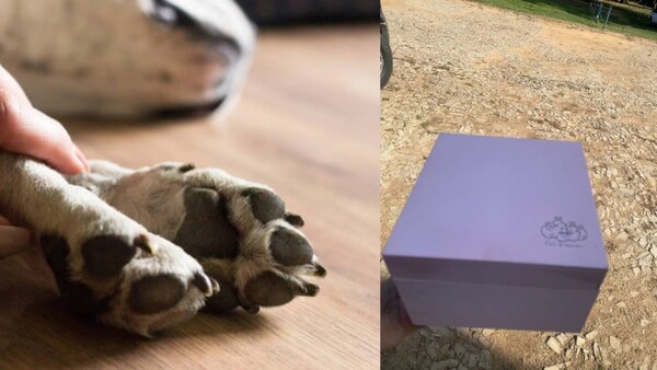 Crece la tendencia de cremar a las mascotas cuando se van al cielo