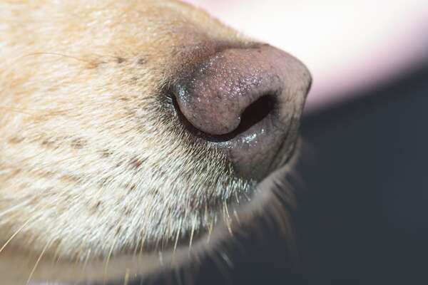 ¿Las feromonas realmente ayudan a calmar a perros y gatos? - Mascotas - ABC Color