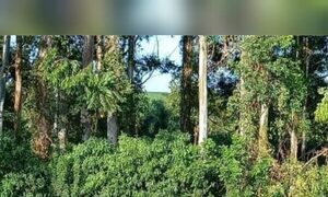 Karai murió aplastado por un árbol en Pirapó