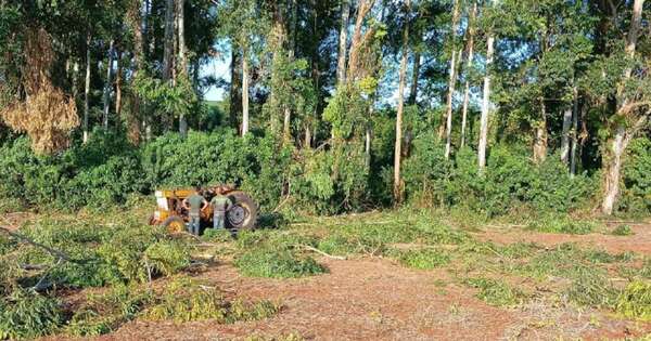 Diario HOY | Caída de árboles deja cuatro muertos en menos de tres meses en Itapúa