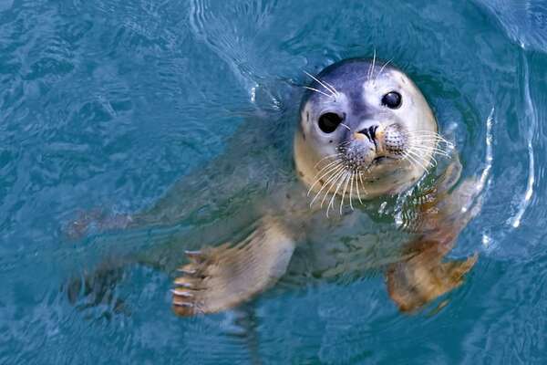 Focas pueden planificar su tiempo bajo el agua para evitar el ahogamiento - Ciencia - ABC Color