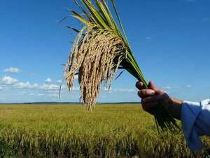UGP: arroz y otros rubros agrícolas atenúan la caída de las exportaciones de soja - ABC Campo - ABC Color