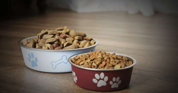La Nación / ¿Cada cuánto se deben lavar los platos de las mascotas?