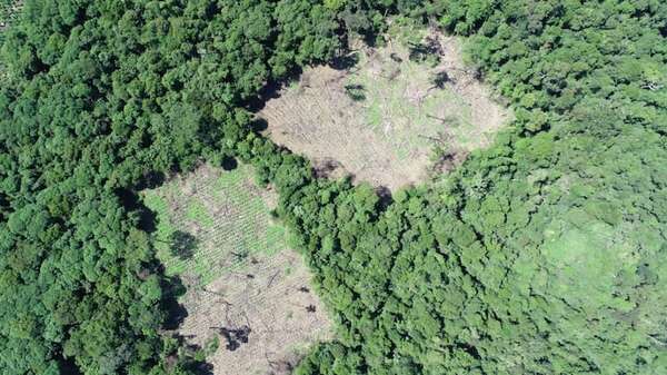 Día Mundial de los Bosques: esta es la situación en Paraguay - Nacionales - ABC Color