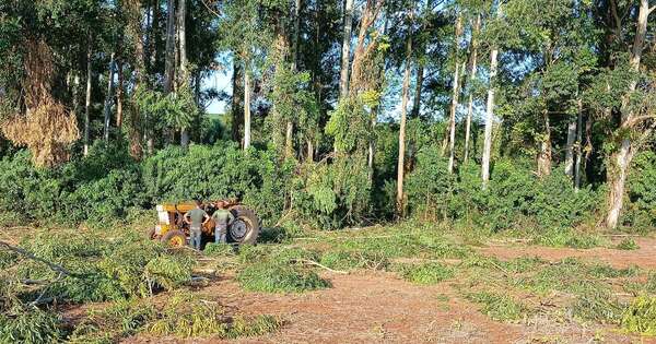 La Nación / Itapúa: trabajador murió aplastado por un árbol y suman 4 los accidentes de este tipo