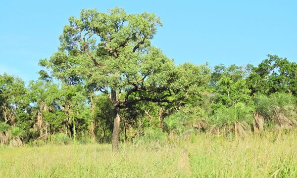 Día Internacional de los Bosques: proceso de la crisis forestal en Paraguay