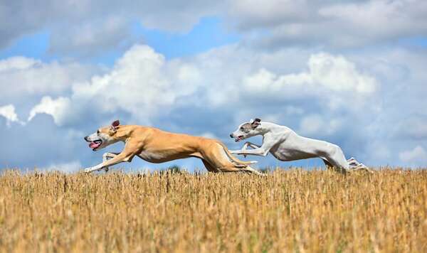 Por qué los galgos son los velocistas del mundo canino: agilidad y curiosidades - Mascotas - ABC Color