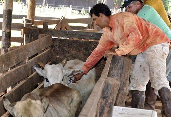 La vacunación contra la fiebre aftosa avanza a buen ritmo en el ganado bovino - ABC Campo - ABC Color