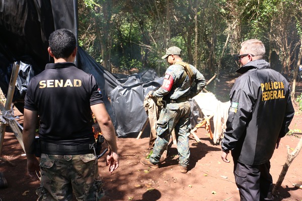 Culminan tareas de erradicación de cultivos de marihuana en Amambay - 1000 Noticias