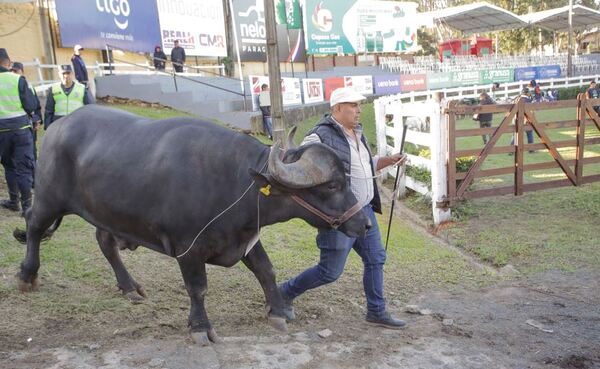 Asociaciones de criadores de razas élite de la ganadería se preparan para Expo Paraguay