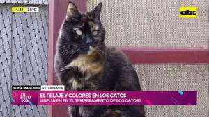¿El temperamento de los gatos está asociado a su color? - Ensiestados - ABC Color