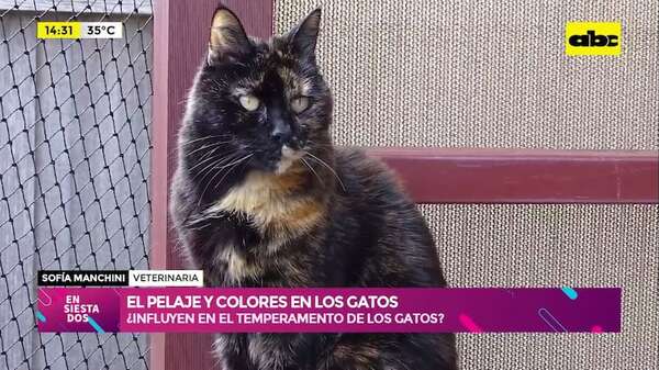 ¿El temperamento de los gatos está asociado a su color? - Ensiestados - ABC Color