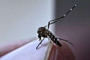 Dengue con marcado aumento de casos y hospitalizaciones en todo el país, advierten - Nacionales - ABC Color