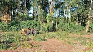Cuarto caso de muerte a consecuencia de la caída de un árbol en Itapúa en lo que va del año - Policiales - ABC Color