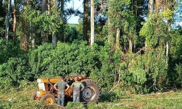 Pirapó: trabajador murió aplastado por un árbol - 1000 Noticias