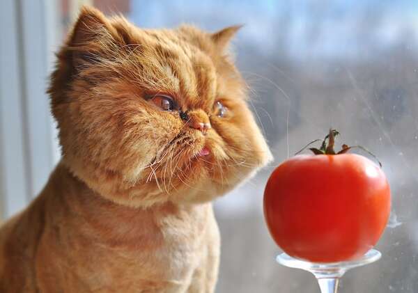 ¿Los gatos pueden ser vegetarianos?: lo que dice la ciencia - Mascotas - ABC Color