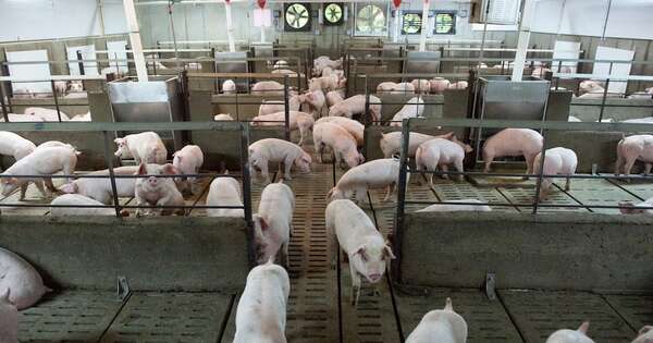 La Nación / Sector porcino apunta a Chile, Europa y Asia como nuevos mercados para exportaciones