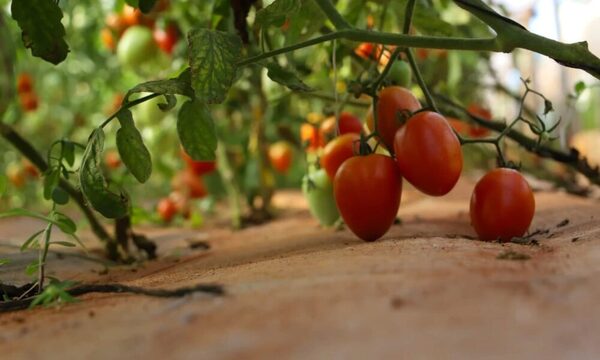 Productores asistidos por el MAG realizaron su primera cosecha del verano