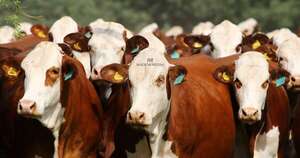 Braford, 35 años de producir carne de calidad desde el campo