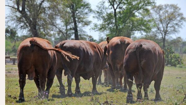 La Expo Py será el epicentro de los 45 años de Angus y su carne certificada premium