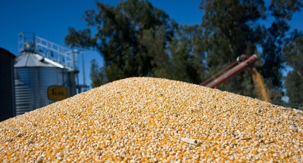 Trigo, soja y maíz sufren reducción en sus precios en la Bolsa de Chicago