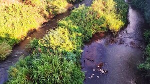 Comuna asegura que yerba mate contamina un arroyo en Paso Yobái