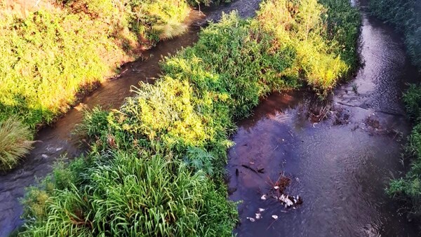 Comuna asegura que yerba mate contamina un arroyo en Paso Yobái