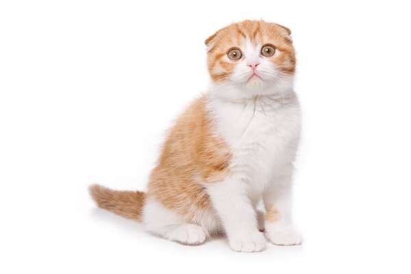 ¿Los gatos esterilizados viven más? - Mascotas - ABC Color
