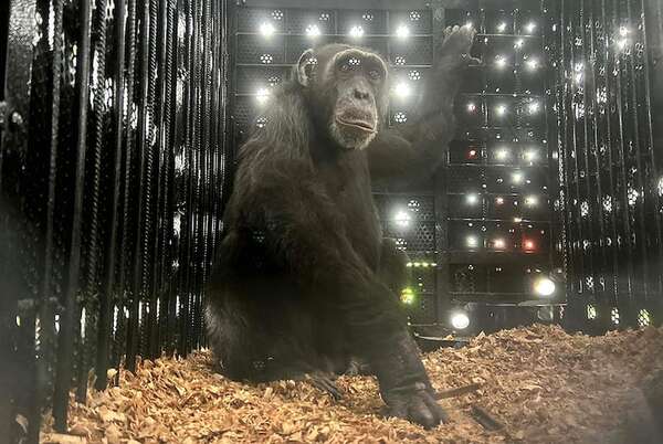De Colombia a Brasil: la triste historia del chimpancé Yoko - Ciencia - ABC Color