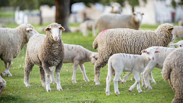 Venderle carne ovina a Israel, un "notición" para productores en el rubro - 1000 Noticias